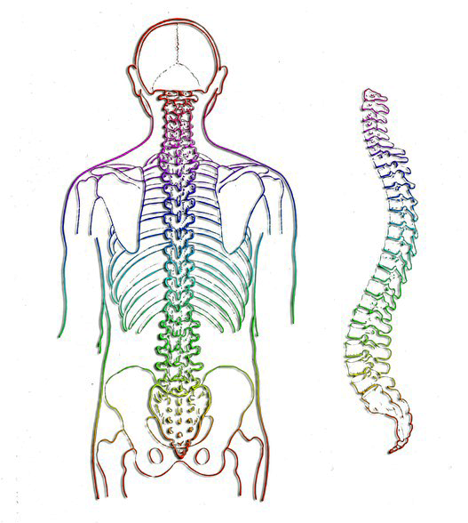 spine